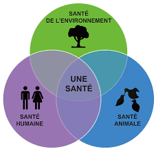 Littératie en santé 🍃 La minute santé environnementale 